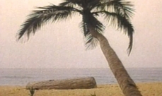 Photo of a coconut palm on a beach