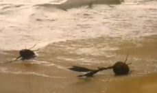 Image d'une noix de coco poussée sur le rivage par les vagues