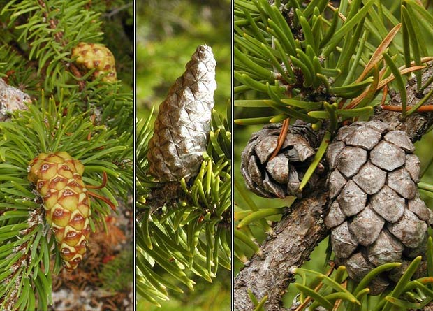 Montage photo de cônes de pin gris (Pinus banksiana), à différents stades de maturité