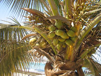 Photo of a coconut palm, Cocos nucifera