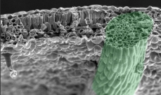 Electron microscopy photo of a black walnut leaflet cross-section