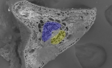 Photo en microscopie électronique de la coupe transversale d'une aiguille de pin