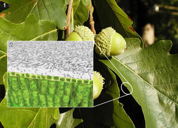 Montage photo d'une feuille de chêne bicolore (Quercus bicolor) et d'un dessin présentant la cuticule dans une coupe transversale de la feuille