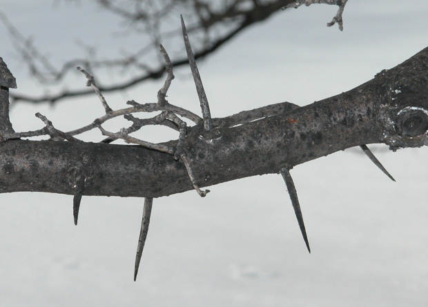 Photo d'une branche et de plusieurs épines d'aubépine ergot de Coq (Crataegus crus-galli)
