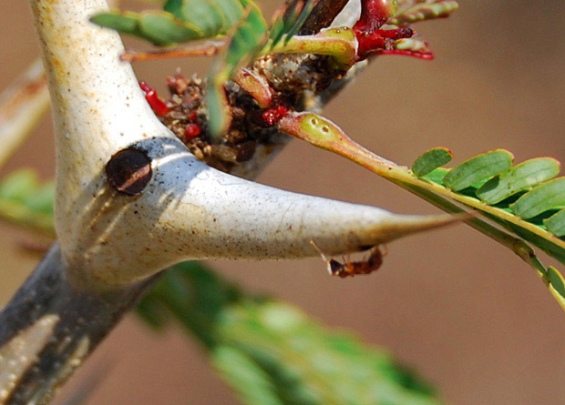 Photo of the hollow spine of a bullhorn acacia (Acacia cornigera) and its symbiotic acacia ant (Pseudomyrmex ferruginea)