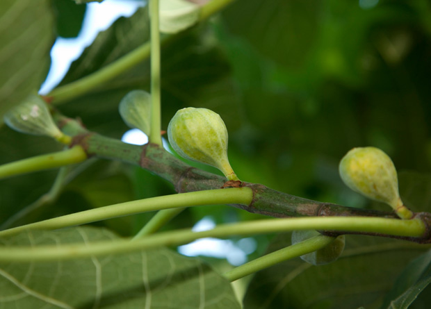 Photo de figues d'un figuier commun (Ficus carica)