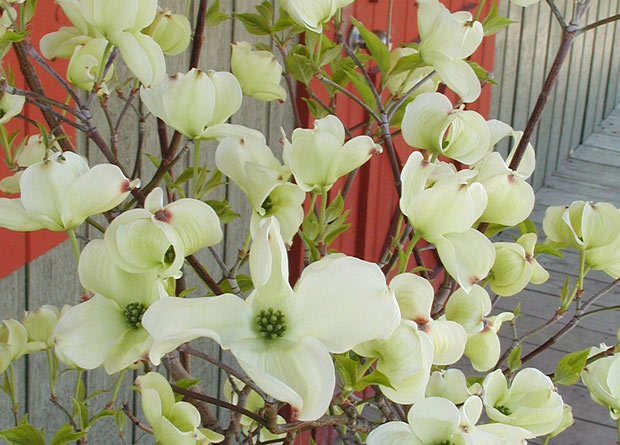 Photo of flowers of an Eastern flowering dogwood (Cornus florida) and of their surrounding large white bracts
