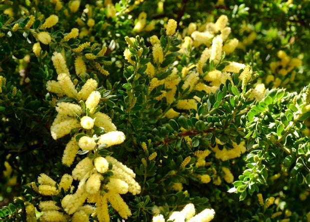 Photo de phyllodes d'un acacia (Acacia verticillata subsp. ruscifolia)