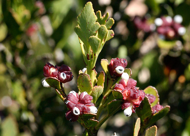 Photo of phylloclades, photosynthetic twigs, of a Celery-top pine (Phyllocladus aspleniifolius)