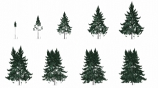 Représentation graphique de peupliers basée sur des modèles mathématiques de croissance