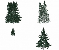 Graphic representation of four poplar with heteregeneous crowns