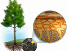 Dessin d'un arbre présentant l'absorption de l'eau par les racines