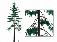 Graphic representation of a tree, based upon a source/sink mathematical model