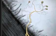 Drawing of a root's surface and of a mycorrhizal fungus
