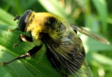 Photo of an insect living in a dendrotelma