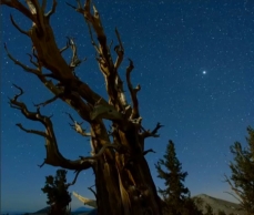 Photo d'un pin de Bristlecone, à l'aube