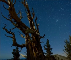 Photo d'un pin à cônes épineux (Pinus longaeva), à l'aube