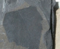 Photo de fossile de feuille d'arbre