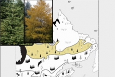 Dessin de la zone de distribution de la taïga arbustive au Québec, il y a 6000 ans