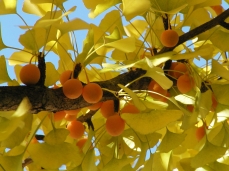 Photo of a ginkgo in autumn