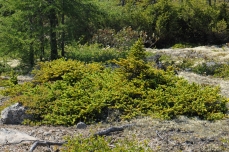 Photo of a dwarf Eastern white spruce (Picea glauca)