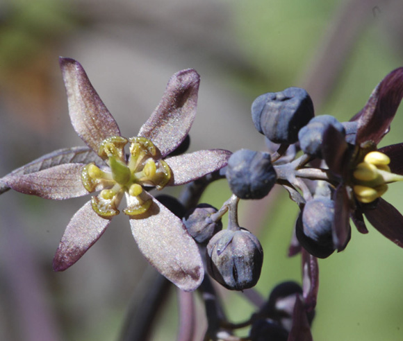 Photo en gros plan de fleurs de Caulophyllum thalictroides