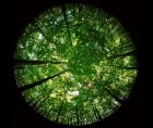 Photo of the opening of a forest canopy