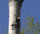 Photo of a female woodpecker looking out of its cavity