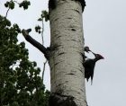 Photo of a Pileated Woodpecker feeding its young 