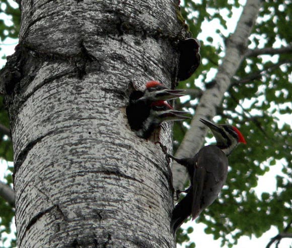 Photo d'un Grand Pic et de ses oisillons sur le tronc d'un arbre
