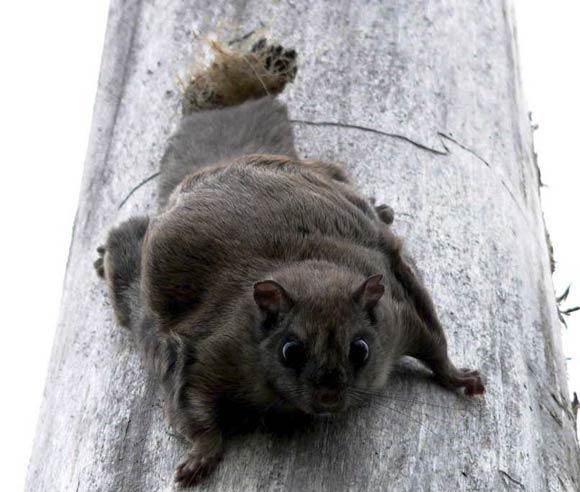 Photo of a Northern Flying Squirrel on a tree's trunk