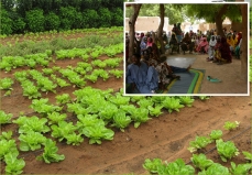 Photomontage of a quickset hedge protecting a cultivated land, and of Sahel farmers