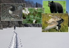 Photomontage of fauna and flora of the Algoma Highlands Conservancy