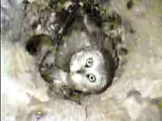 Photo of a Northern saw-whet owl, in its cavity