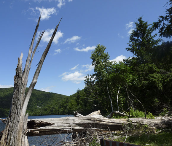 Photo of windfall at a lake shore, a tree's trunk is split in two