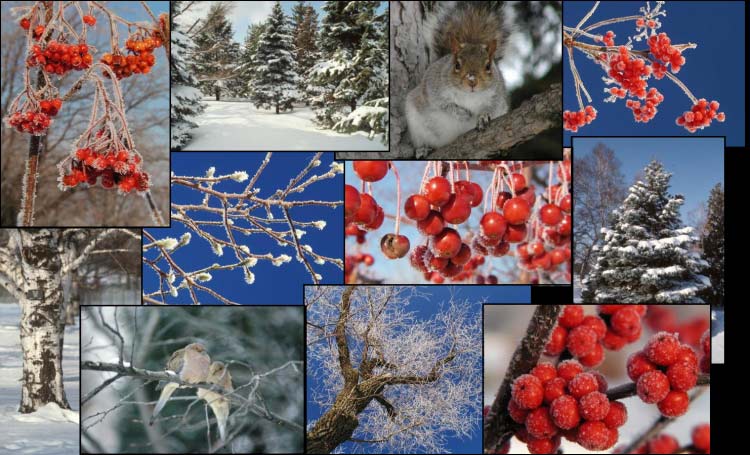 Montage photos d'arbres ou de parties d'arbres pris dans l'Arboretum du Jardin botanique de Montréal, en hiver