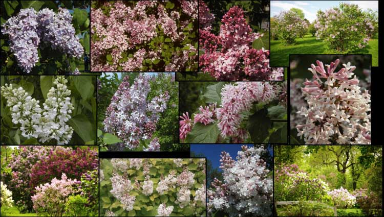 Montage photo de lilas ou de parties de lilas pris dans l'Arboretum du Jardin botanique de Montréal