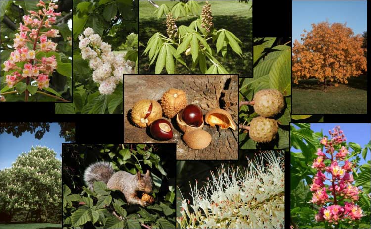 Montage photo de marronniers ou de parties de marronniers pris dans l'Arboretum du Jardin botanique de Montréal
