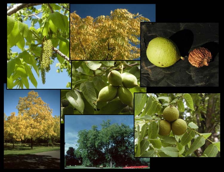 Photomontage of walnuts or walnut parts taken in the Arboretum of the Jardin botanique de Montréal