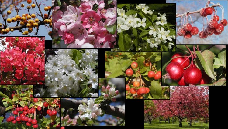 Montage photo de pommetiers ou de parties de pommetiers pris dans l'Arboretum du Jardin botanique de Montréal