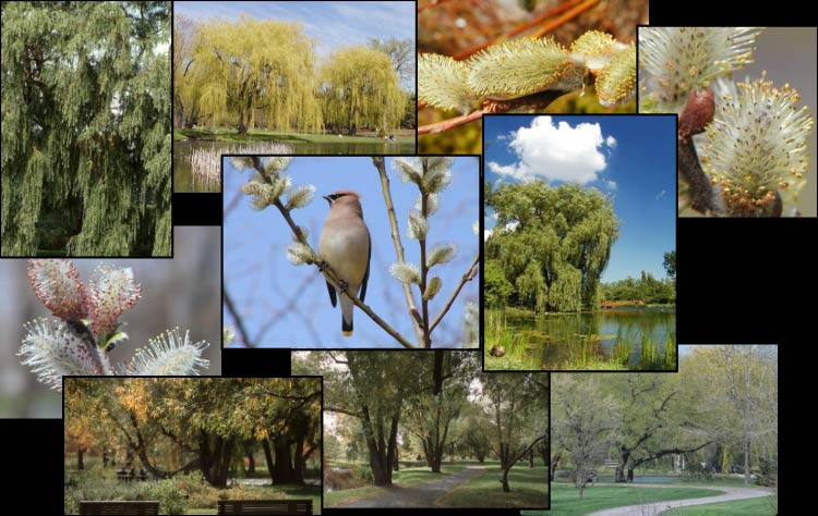 Photomontage of willows or willow parts taken in the Arboretum of the Jardin botanique de Montréal