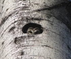 Photo d'une Petite nyctale dont on voit la tête sortir de la cavité d'un tronc d'arbre