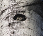 Photo of the head of a Northern Saw-whet Owl, coming out of the cavity of a tree trunk 