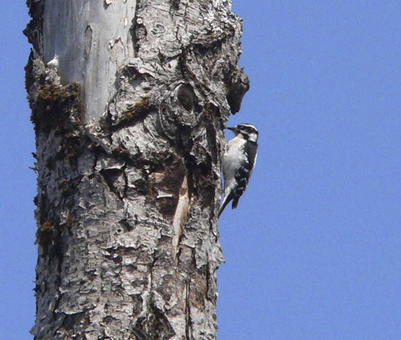 Photo d'un Pic mineur sur un tronc d'arbre