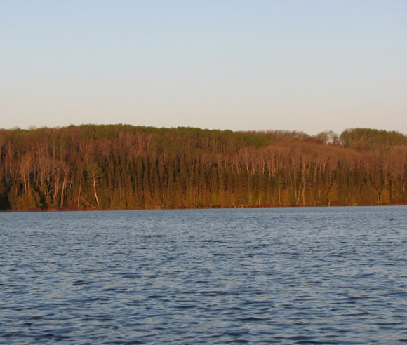 Photo d'une parcelle de forêt vieille de 64 ans