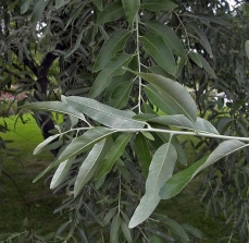 Photo of leaves of a Russian olive (Elaeagnus angustifolia)