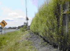 Willow sound barrier made of Salix viminalis
