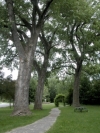 Photo of deltoid poplars from the Jardin botanique de Montréal
