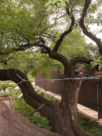 Photo d'un nerprun cathartique (Rhamnus cathartica) attaché avec des câbles d'acier