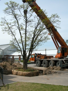 Important work to relocate the Lavallee's cork tree